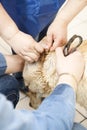 Labrador retriever dog ears cleaning Royalty Free Stock Photo