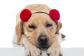 Labrador retriever dog falling asleep and wearing red fluffy balls Royalty Free Stock Photo