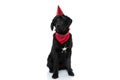 Labrador retriever dog feeling bored on his birthday party Royalty Free Stock Photo