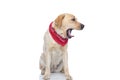 Labrador retriever dog feeling bored and yawning Royalty Free Stock Photo