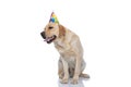 Labrador retriever dog feeling exhausted and wearing a birthday hat Royalty Free Stock Photo