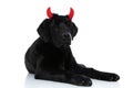 Labrador retriever dog feeling sleepy, wearing devil horns Royalty Free Stock Photo