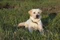 Labrador retriever dog in field. 7 month old puppy looks attentively and warily Royalty Free Stock Photo