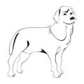 Labrador Retriever dog figure.