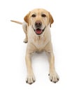 Labrador Retriever Dog With Happy Face Royalty Free Stock Photo