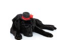 Labrador retriever dog laying down and wearing sunglasses Royalty Free Stock Photo