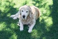 A Labrador retriever dog lies on a flat lawn under a tree in the shade Royalty Free Stock Photo