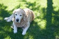 A Labrador retriever dog lies on a flat lawn under a tree in the shade Royalty Free Stock Photo