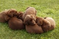 Labrador Retriever dog litter of pups Royalty Free Stock Photo