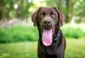 A Labrador Retriever dog with a long tongue Royalty Free Stock Photo