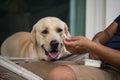 Labrador Retriever dog look at bone snack Royalty Free Stock Photo