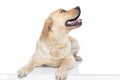 Labrador retriever dog looking aside and sticking out his tongue Royalty Free Stock Photo