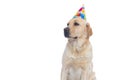 Labrador retriever dog looking away and wearing a birthday hat Royalty Free Stock Photo