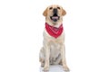 Labrador retriever dog looking at the camera, wearing a bandana Royalty Free Stock Photo