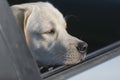 labrador retriever dog looking out of car window