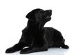 Labrador retriever dog looking to a side and barking Royalty Free Stock Photo