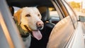 Labrador retriever Dog looks out car window sunset. Concept animal travel road trip