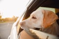 Labrador retriever Dog looks out car window sunset. Concept animal travel road trip