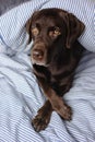 Labrador retriever dog is lying in bed under a blanket and sleeping or resting. animals are like people