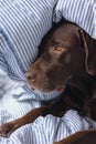 Labrador retriever dog is lying in bed under a blanket and sleeping or resting. animals are like people