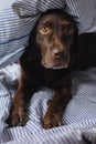 Labrador retriever dog is lying in bed under a blanket and sleeping or resting. animals are like people