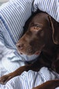 Labrador retriever dog is lying in bed under a blanket and sleeping or resting. animals are like people