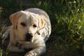 labrador retriever dog lying calmly on green grass outdoors, having rest. Copy space. Dogs, pet, resttime, uprising dogs