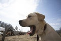 labrador retriever dog opening his mouth in barking on walk outdoors with blue sky on background. Dogs, emotions, training, voice