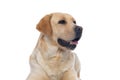 Labrador retriever dog panting and minding his own business