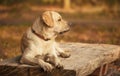 Labrador Retriever dog in the park