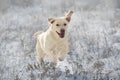 Labrador retriever dog play in snow Royalty Free Stock Photo