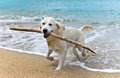 Labrador retriever dog playing on the beach