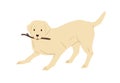 Labrador Retriever dog playing and holding caught stick in mouth. Friendly playful doggy with raised tail. Colored flat