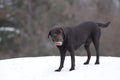 Labrador retriever dog playing in the snow Royalty Free Stock Photo