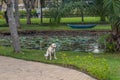Labrador retriever dog pooping on grass lawn