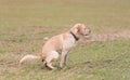 Labrador retriever dog poops in the park