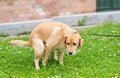 Labrador retriever dog poops in the park