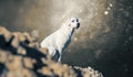 Labrador retriever dog puppy on hill - abstract stormy background Royalty Free Stock Photo