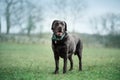 Labrador retriever dog pure breed black Royalty Free Stock Photo
