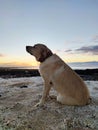 Labrador retriever dog on a rocky beach