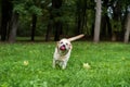 Labrador Retriever Dog Running on the grass with Ball in Mouth Royalty Free Stock Photo