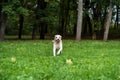 Labrador Retriever Dog Running on the grass with Ball in Mouth Royalty Free Stock Photo