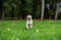 Labrador Retriever Dog Running on the grass with Ball in Mouth Royalty Free Stock Photo