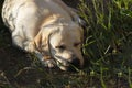 Labrador retriever dog sleeping on grass in outdoors. Time to sleep, sweet dreams