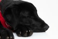 Labrador retriever dog sleeping and minding his own business