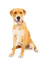 Labrador Retriever Dog Smiling Royalty Free Stock Photo