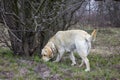 Labrador retriever dog sniffing grass and looking for tracks near old sick tree Royalty Free Stock Photo