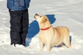 Dog stays near owner in deep snow