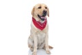 Labrador retriever dog sticking out tongue, wearing a red bandana Royalty Free Stock Photo