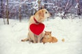 A dog with a toy heart on its collar and a red cat sitting in the snow Royalty Free Stock Photo